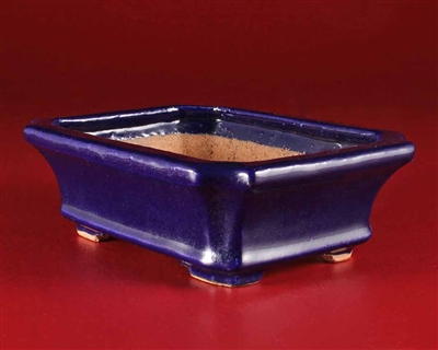 Hattori, Tokoname bonsai pot-Artist Hattori Tomoyuki