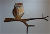 Owl on a Branch