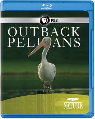 Nature: Outback Pelicans 06/15 Blu-ray (Rental)