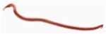 Berkley Gulp Earthworm Red Wiggler
