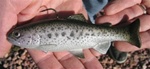 Huddleston 6" Trout