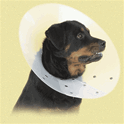 Elizabethan Collar, large