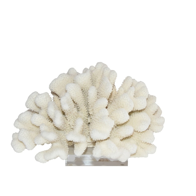 Cauliflower Coral on Acrylic Base