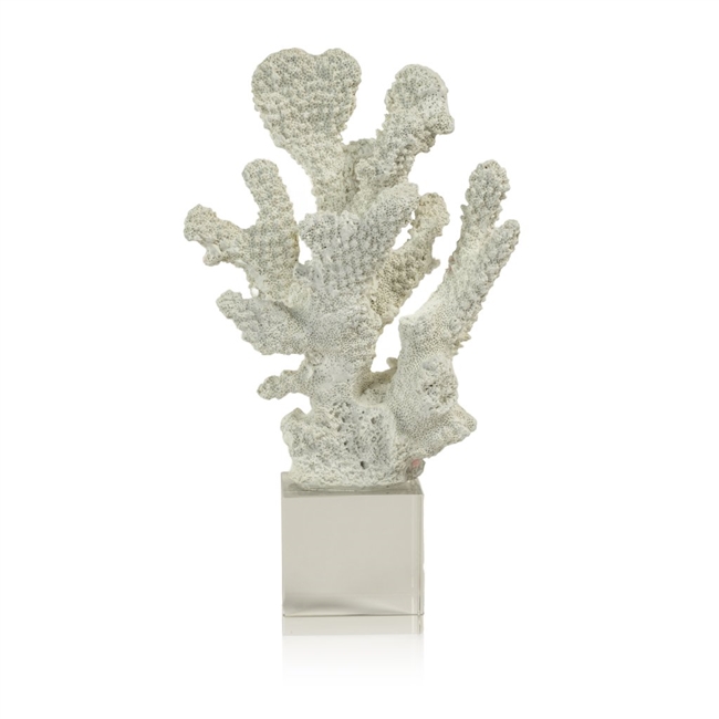 White Coral on Acrylic Base