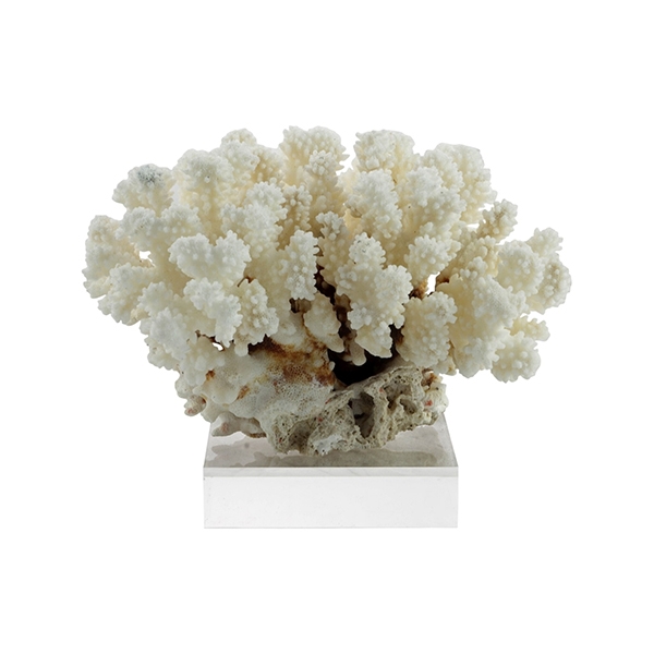Cluster Coral