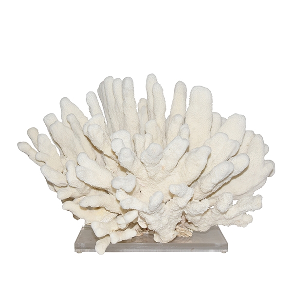 Catspaw Coral