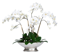 White Phal in Small Silver Compote