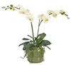 â€‹Orchid Phalaenopsis, White, Pottery Cylinder