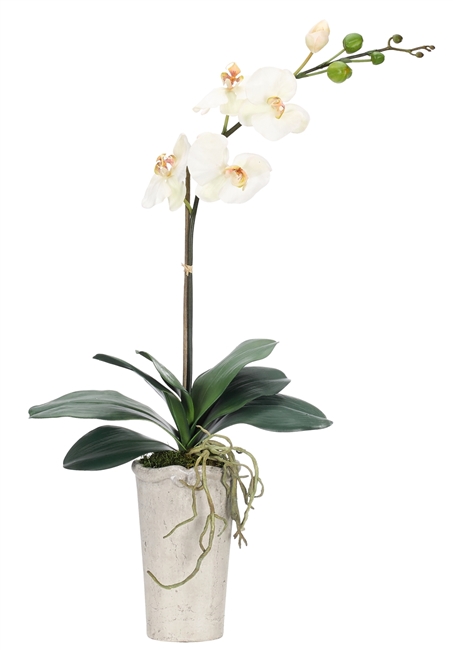 Orchid Phalaenopsis, White, Pottery Oval