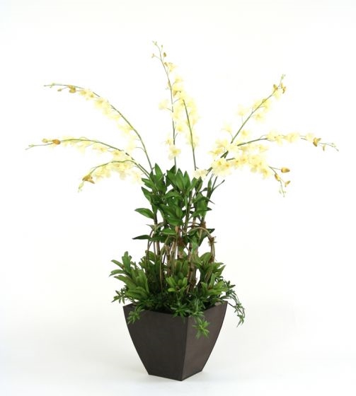 Dendrobium Orchids