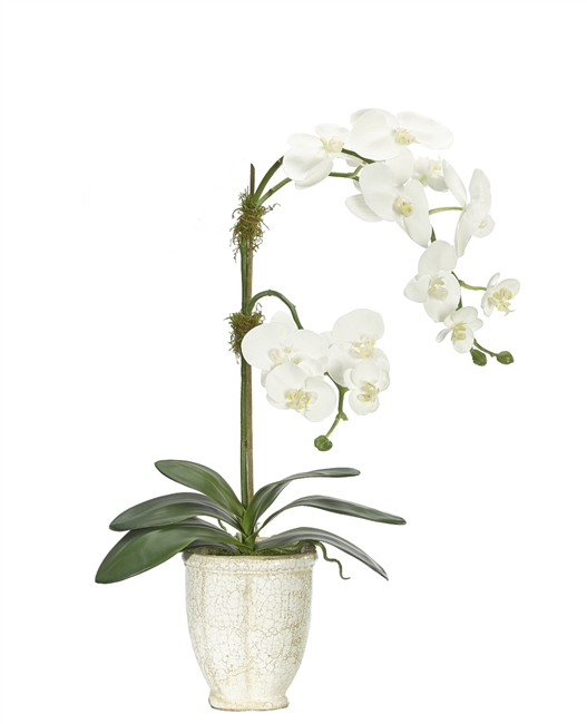 Orchid Phalaenopsis White Ceramic Planter Antique