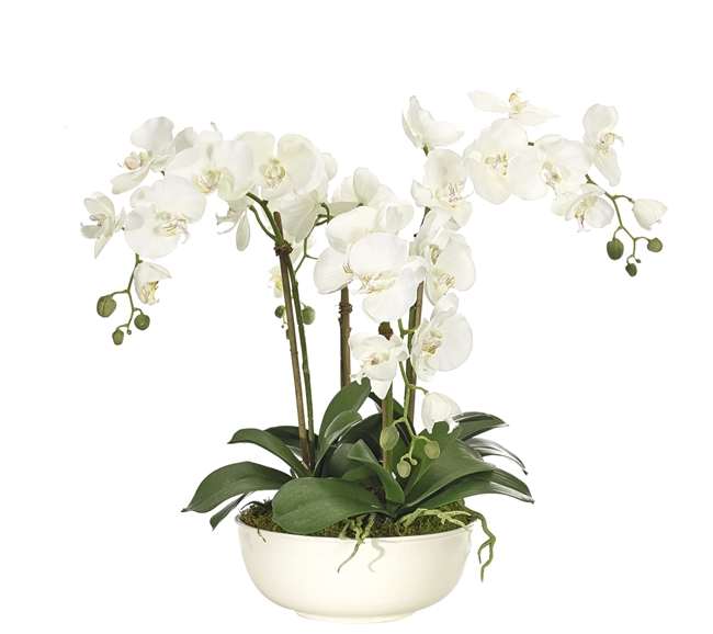 Orchid Phalaenopsis White Cream Stone Bowl