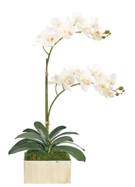 Orchid Phalaenopsis White Square Slate Finish