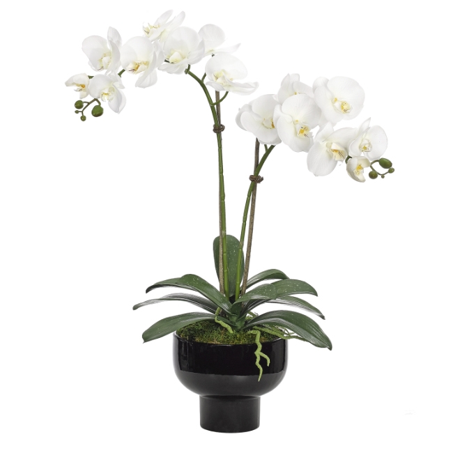 Cream White Orchid w/ Footed Bowl