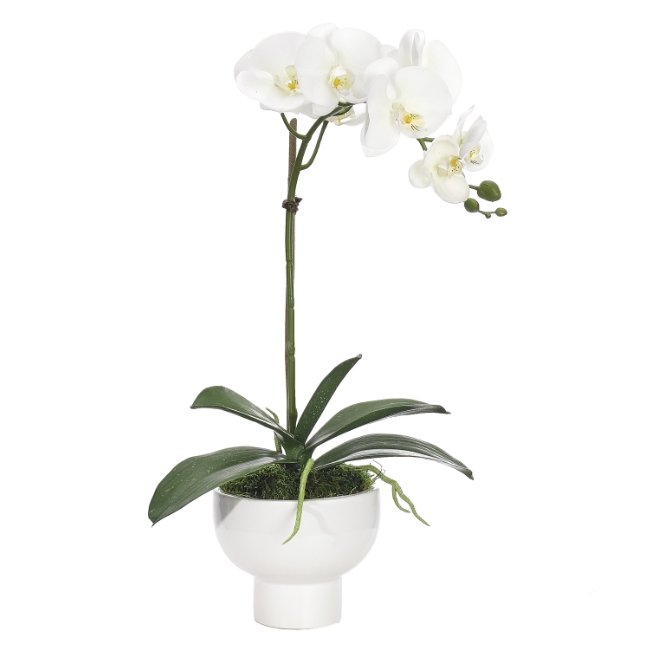 Orchid Phalaenopsis w/ White Ceramic
