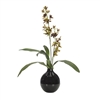 Ansellia Orchid w/ Black Glass