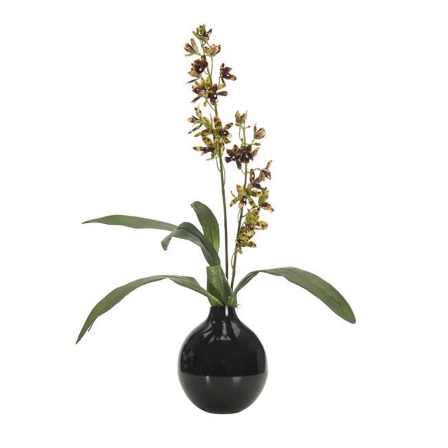 Ansellia Orchid w/ Black Glass