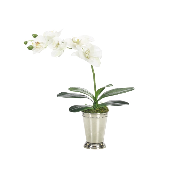 Orchid Phalaenopsis w/ Silver Tumbler