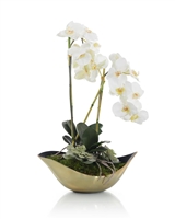 Vandae Orchids