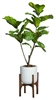 65" Fiddle Fig in White Textured Plant Stand