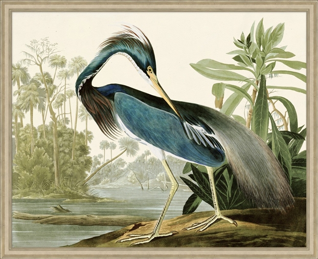 Audubons Blue Heron 1