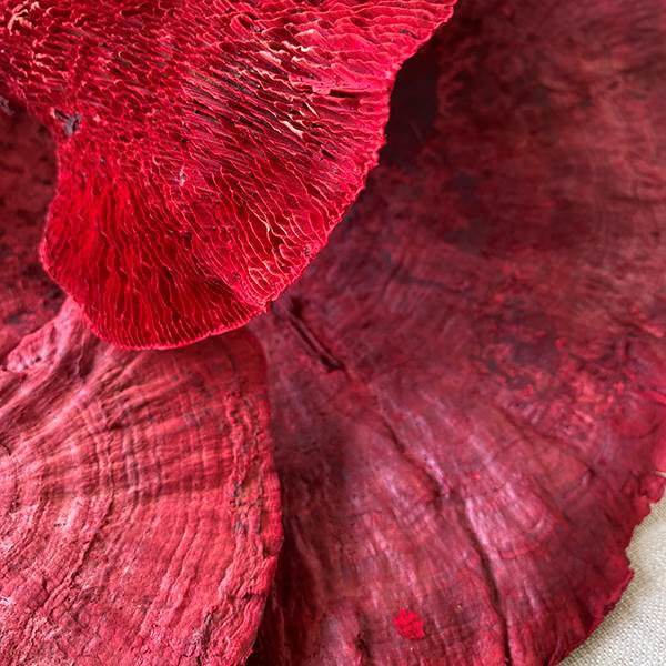 Sponge Mushroom Red Stem, Dried Pod