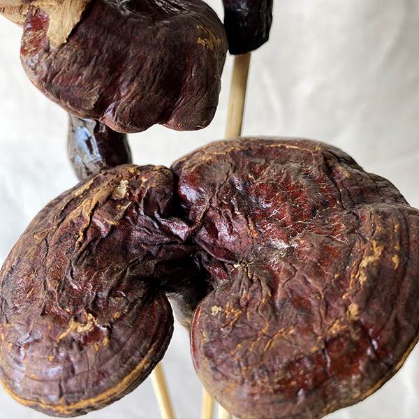 Brazilian Mushroom Natural Stem, Dried Pod