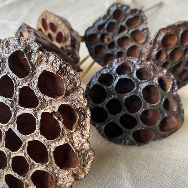 Lotus Pod Polished Stem, Dried Pod