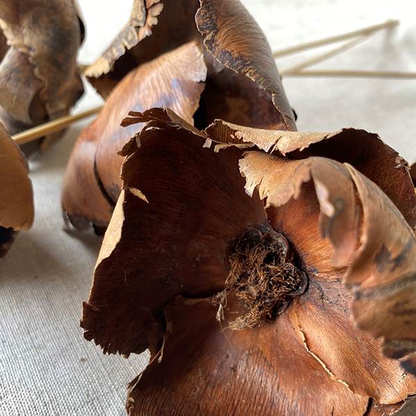 Palm Blute on Stem Natural, Dried Pod