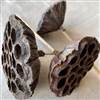 Lotus Pod Natural Pick, Dried Pod