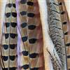 Ringneck Pheasant Feathers 16-18 Inches