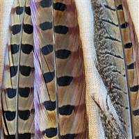 Ringneck Pheasant Feathers 20-22 Inches