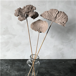 Sponge Mushroom Greystone Stem