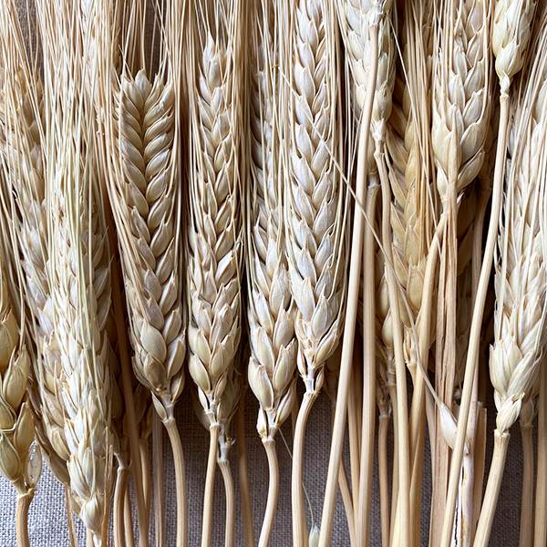 Triticum Wheat Natural