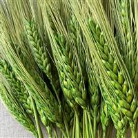 Triticum Wheat Grass Green