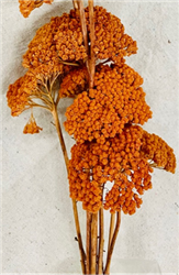 Yarrow Persimmon