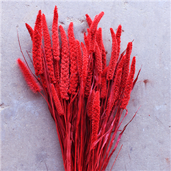 China Millet Berry Red