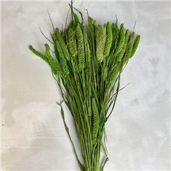 China Millet Spring Green