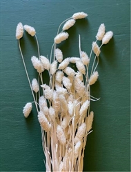 Phalaris Bleached