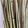 Equisetum Natural