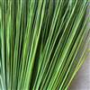 Fountain Grass, Grass Green