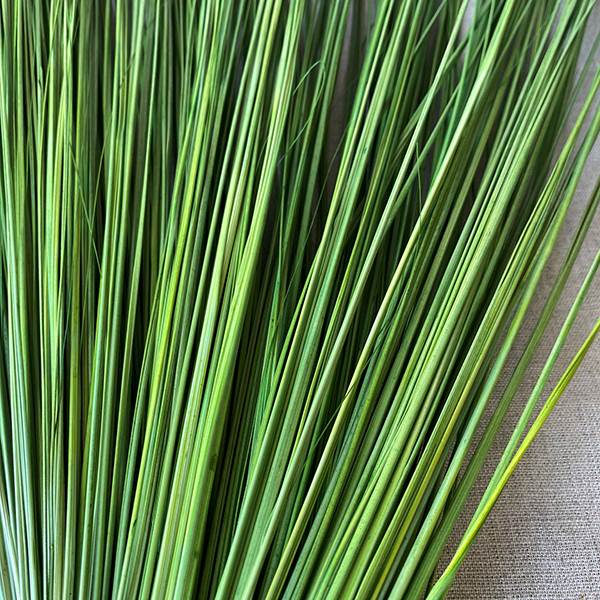 Fountain Grass, Grass Green