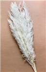 Feather Grass Bleached