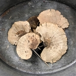 Sponge Mushroom Natural Pick, Dried Pod