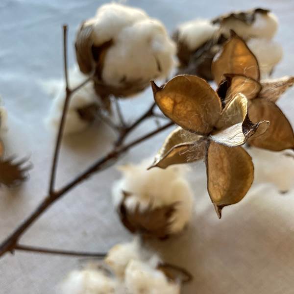 Cotton Stalk Natural