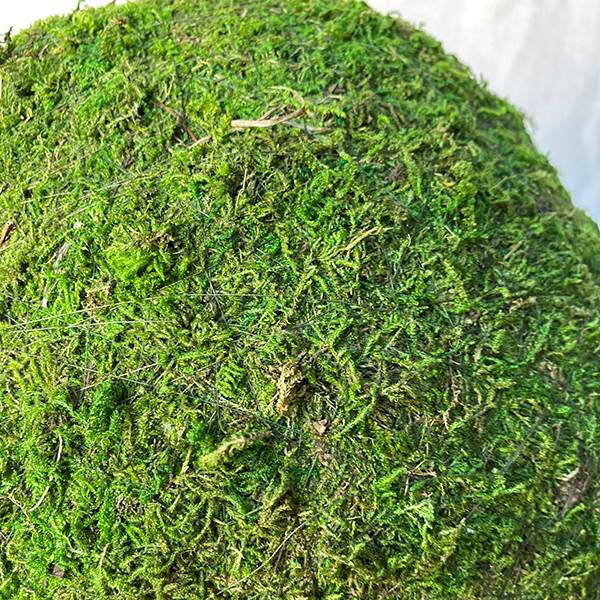 Moss Ball 4 Inches Green
