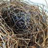 Bird's Nest Natural