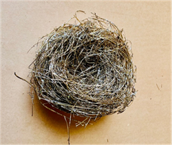 Bird's Nest Goldleaf