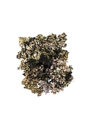 Black Lichen Moss