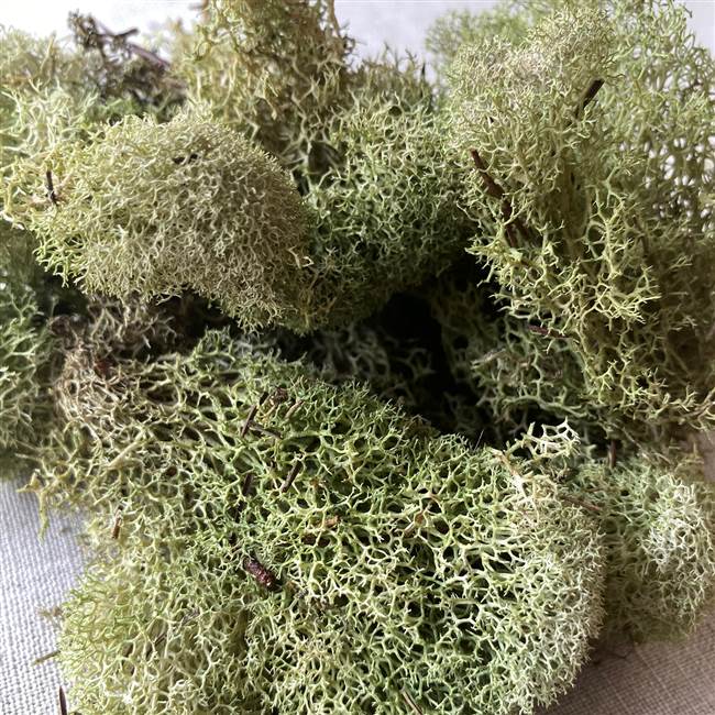 Reindeer Moss Light Green